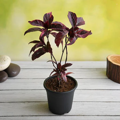 nurserylive-g-eranthemum-nigrum-black-kodia-plant_420x