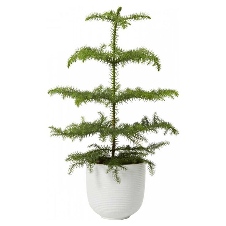 rumsgran-plantagen