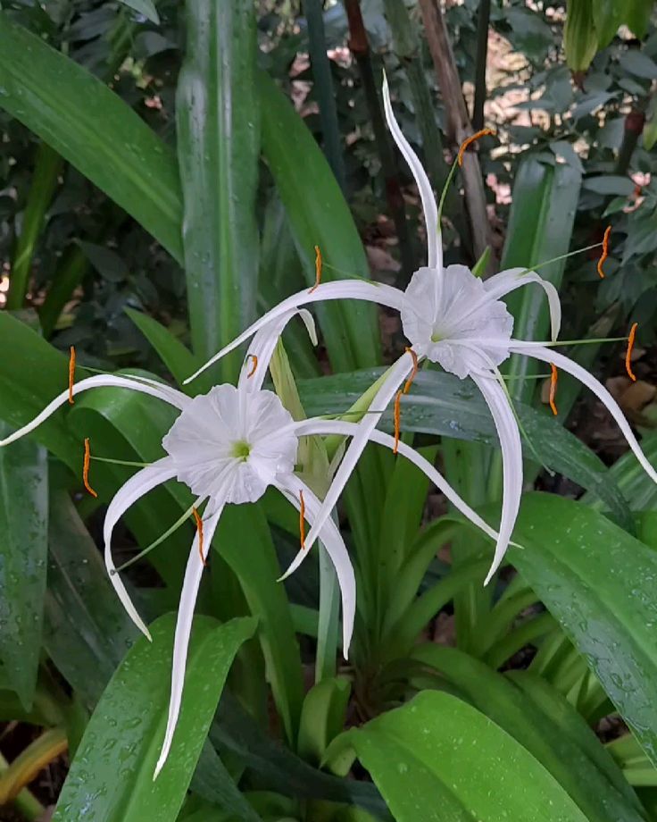📍Jardin botanique du Parc de la Tête d’Or, Lyon