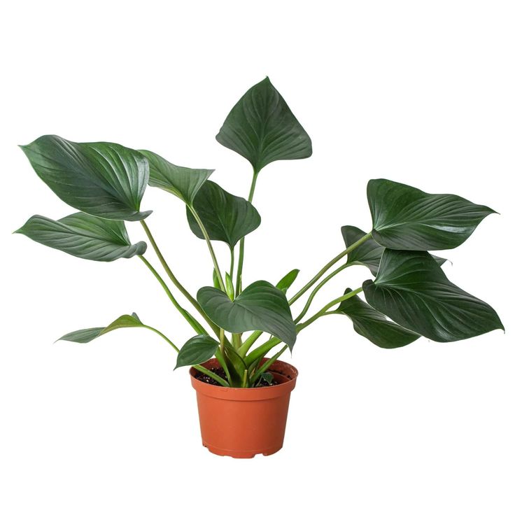 Botanical Name_ Homalomena ‘Emerald Gem’ Common…