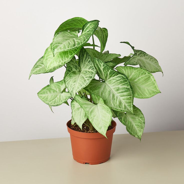 Botanical Name_ Syngonium podophyllum _____Common… (1)