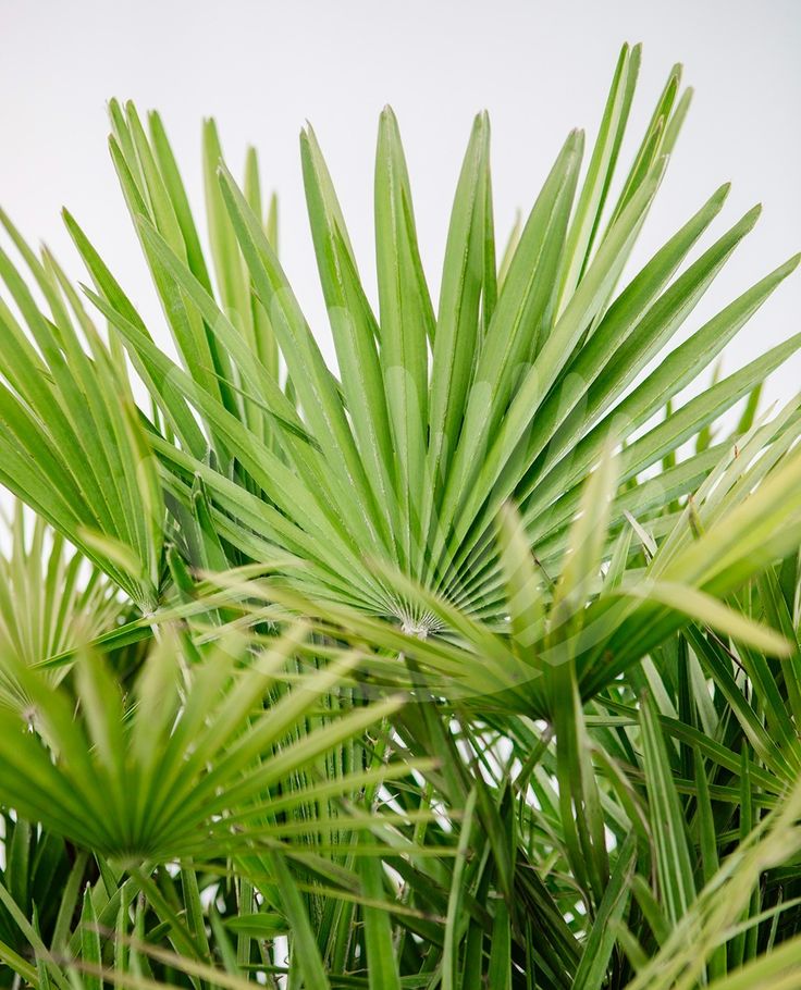 Chamaerops humilis VS