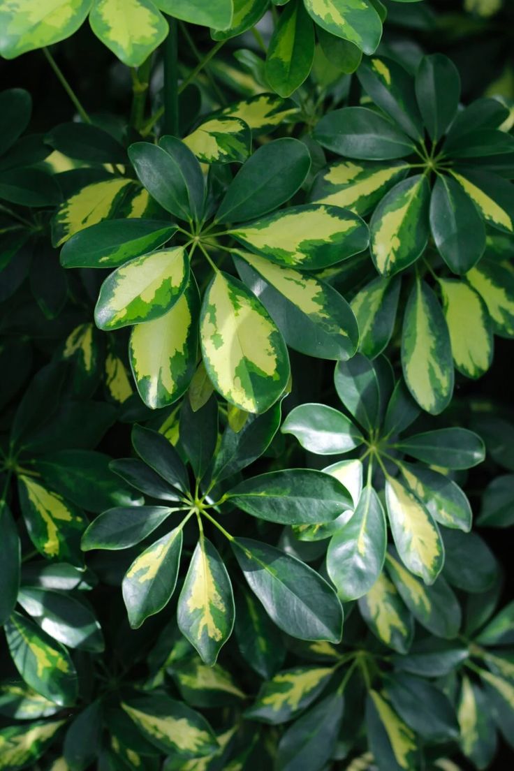 Easiest Ways to Care for a Schefflera Plant So It…
