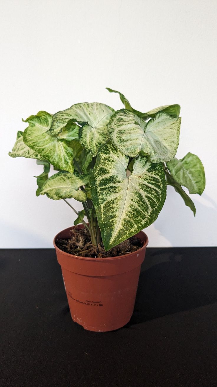 Syngonium (Green) - Image 3