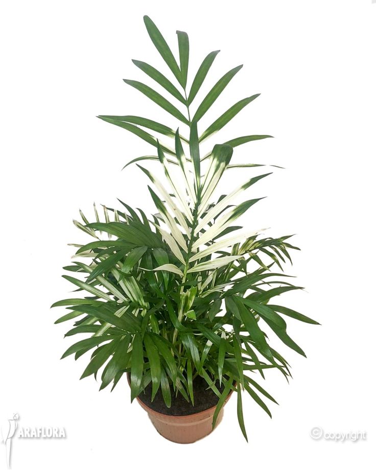 New in at Araflora_ the Chameadora Elegans…