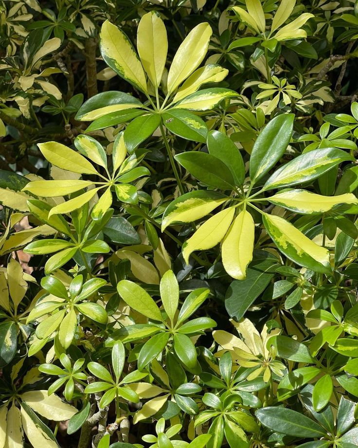 Rachel’s Plants on Instagram_ “Variegated…