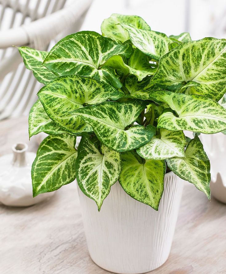 Syngonium ‘Arrow’